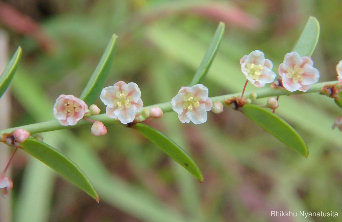 Phyllanthus wheeleri G.L.Webster